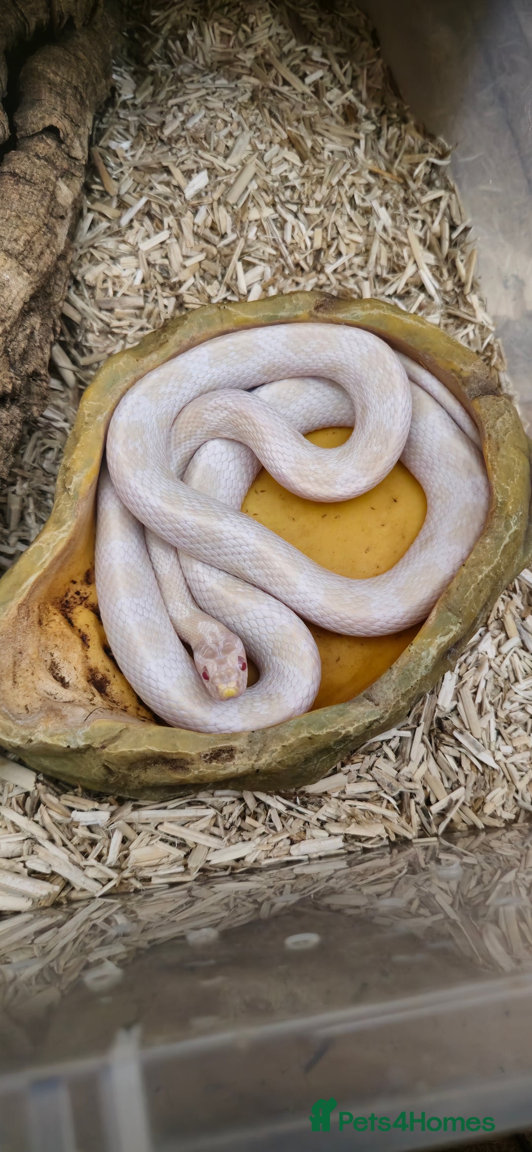 Corn Snake reptiles for sale: Corn Snakes  - Image 7