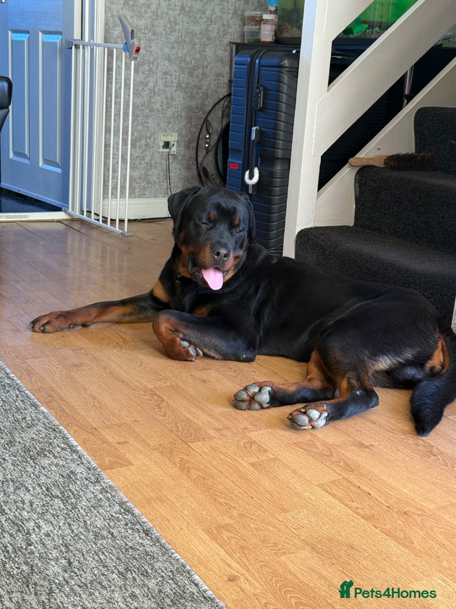 Rottweiler dogs male rottie for stud - Advert 1