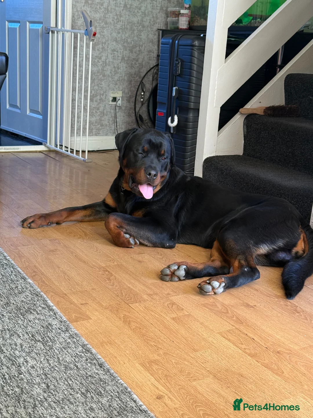 Rottweiler dogs for stud: male rottie for stud - Advert 1