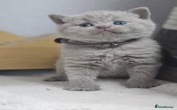 British Shorthair cats for sale: LAST GCCF British Shorthair Kittens Champion - Image 18