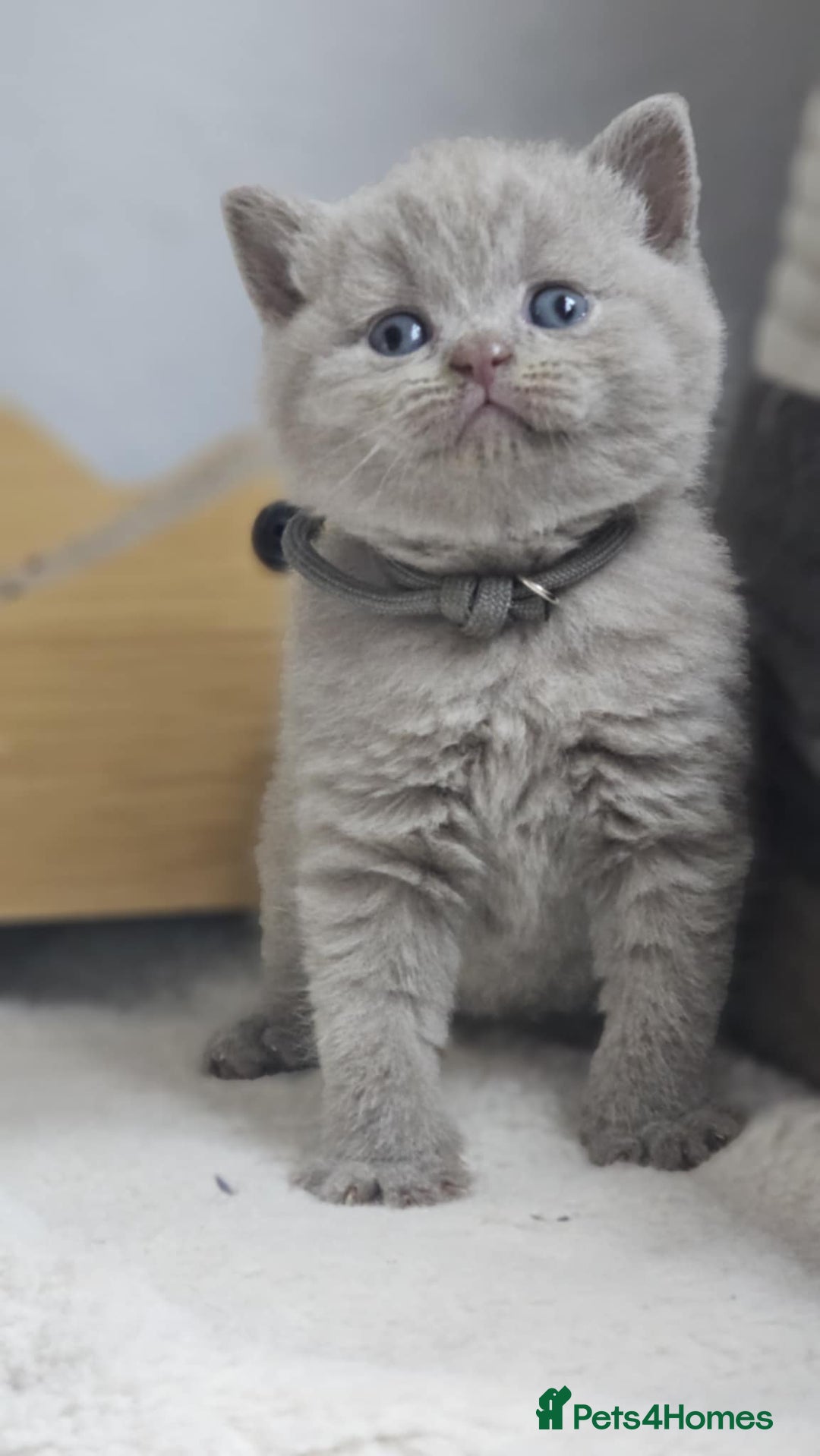 British Shorthair cats for sale: LAST GCCF British Shorthair Kittens Champion - Image 18
