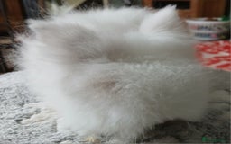 Lionhead rabbits for sale: Stunning DM Lionhead female baby rabbits  - Image 9