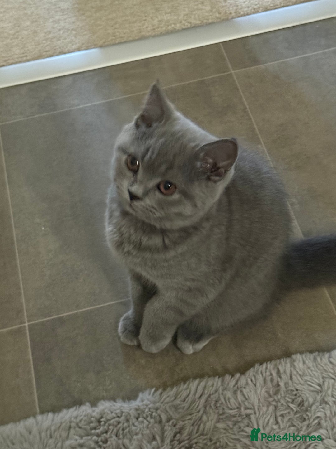 British Shorthair cats for sale: Champion Bloodline British Shorthair & Longhair - Image 6