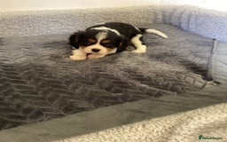 Cavalier King Charles Spaniel dogs for sale: Cavalier King Charles puppies  - Image 9