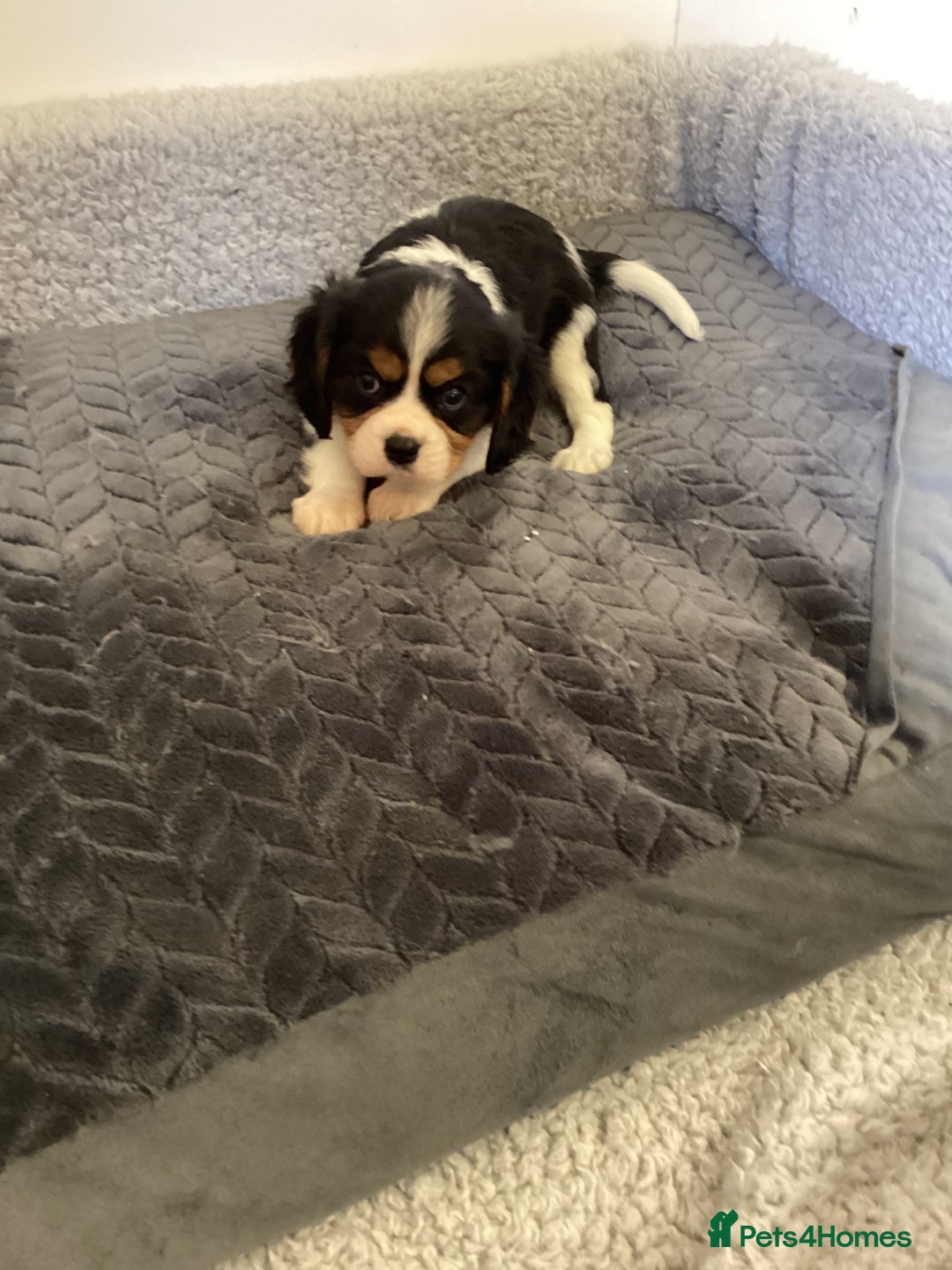Cavalier King Charles Spaniel dogs for sale: Cavalier King Charles puppies  - Image 9