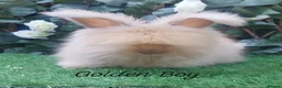 Angora rabbits for sale: Beautiful Angora Ready Now  - Advert 7