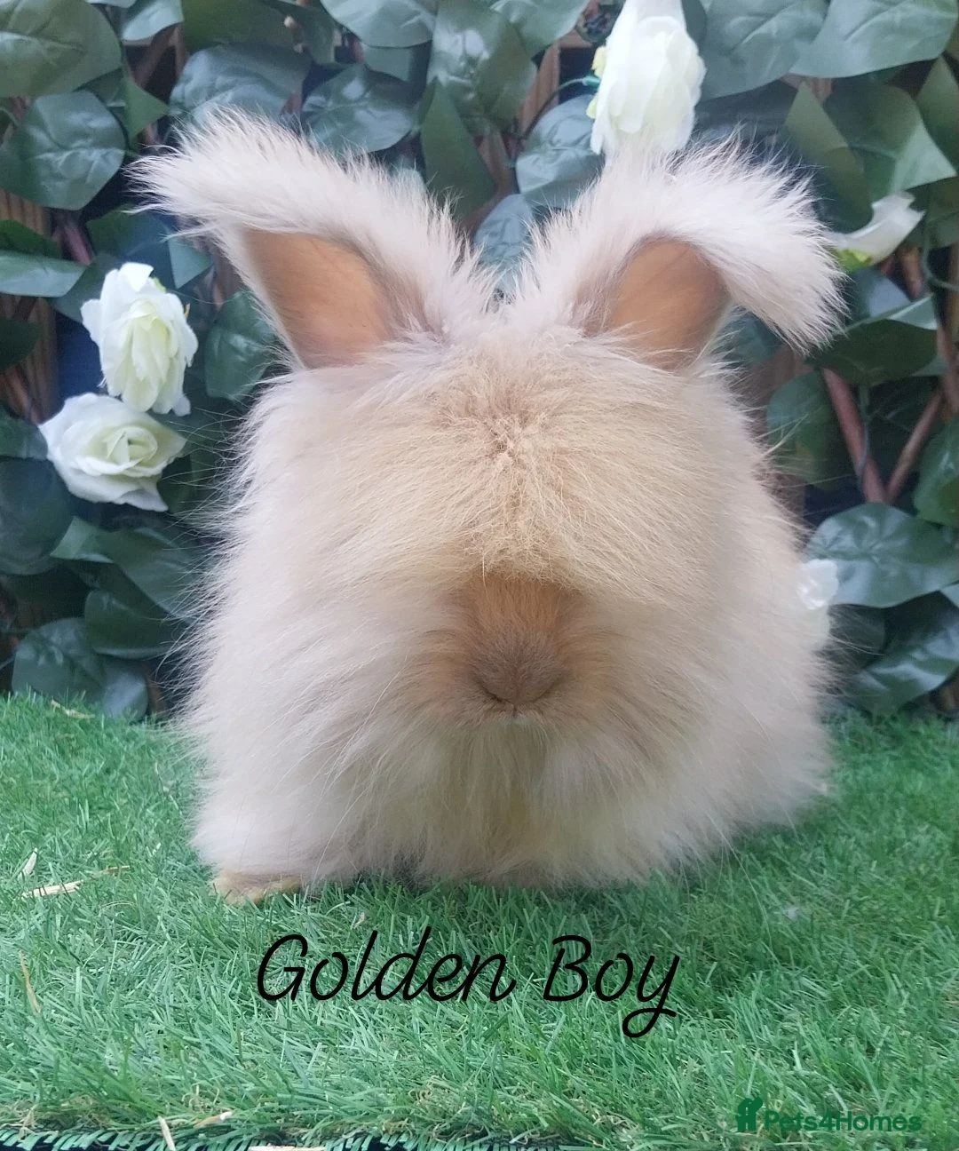 Angora rabbits for sale: Beautiful Angora Ready Now  - Advert 7
