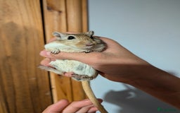 Hamster rodents for sale: 3 Male Gerbils For Sale in Fakenham - Image 3
