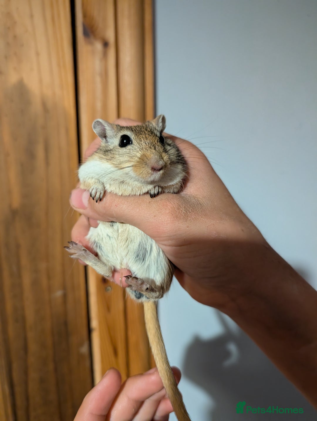 Hamster rodents for sale: 3 Male Gerbils For Sale in Fakenham - Image 3