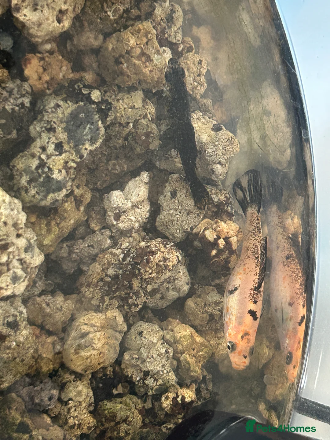 Mollies fish for sale: 2 Mollies available - Advert 1