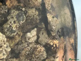 Mollies fish 2 Mollies available - Advert 1