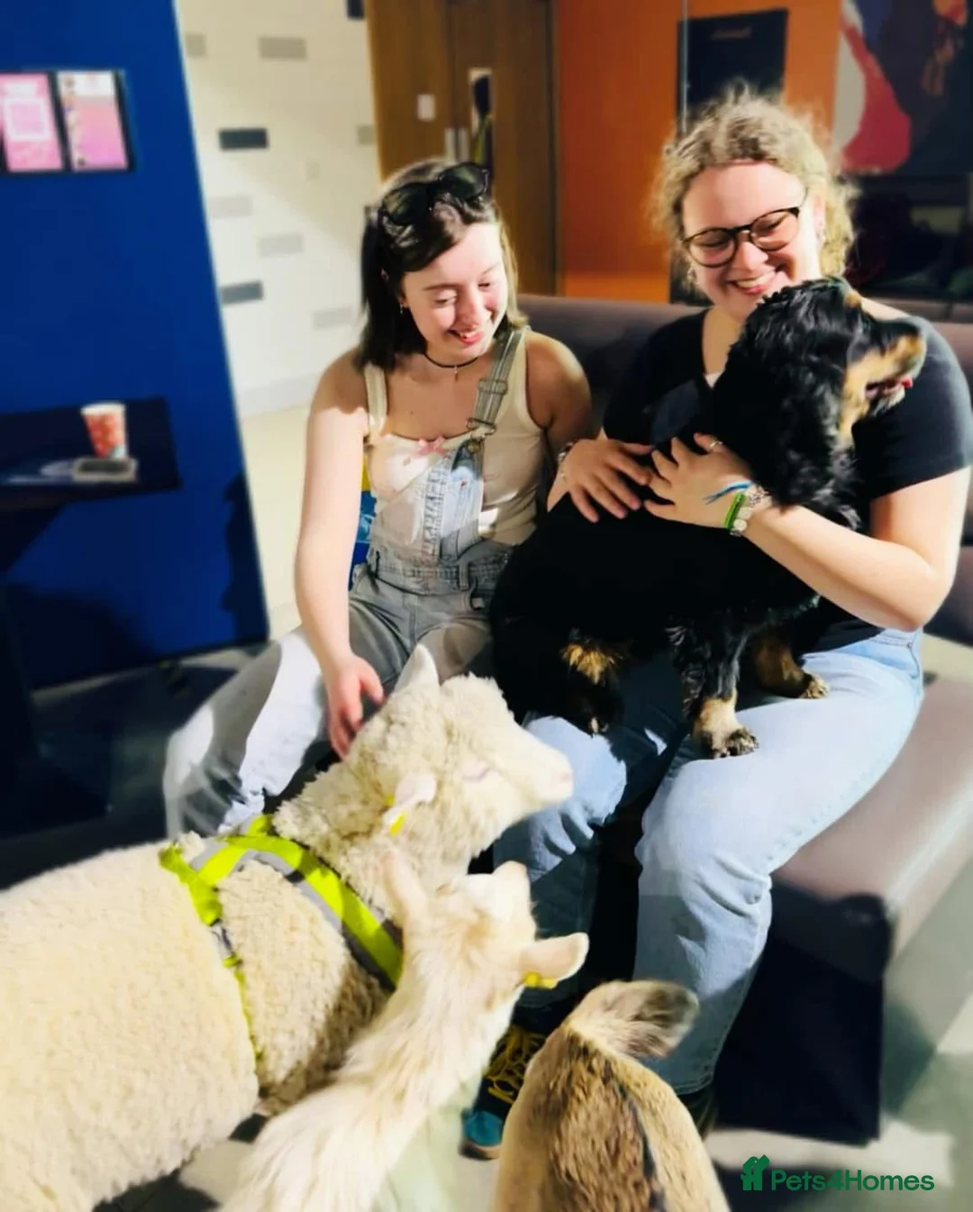 Cocker Spaniel dogs for sale: Pedigree Show Cocker Spaniels (Therapy Dog) - Advert 4