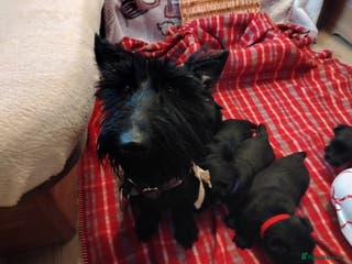 Scottish Terrier dogs Beautiful Scottish terrier puppies - Advert 6