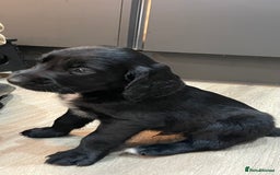 Mixed Breed dogs for sale: Cocker gold maraner - Image 8