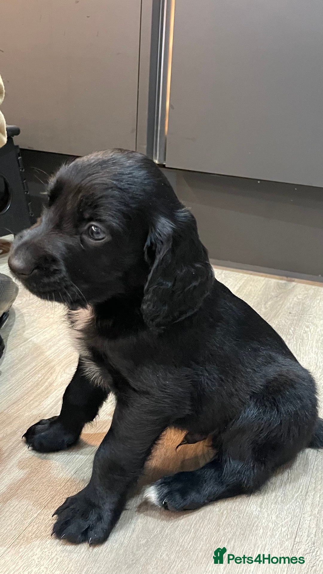 Mixed Breed dogs for sale: Cocker gold maraner - Image 8