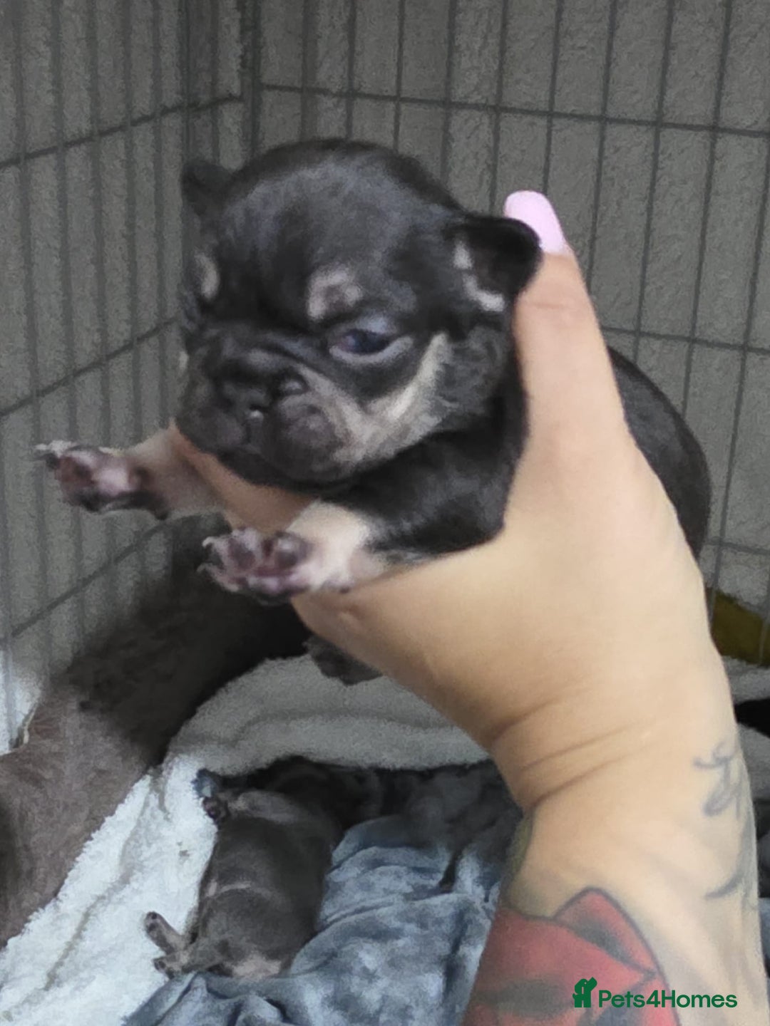 French Bulldog dogs for sale: French dog for sale  - Image 19