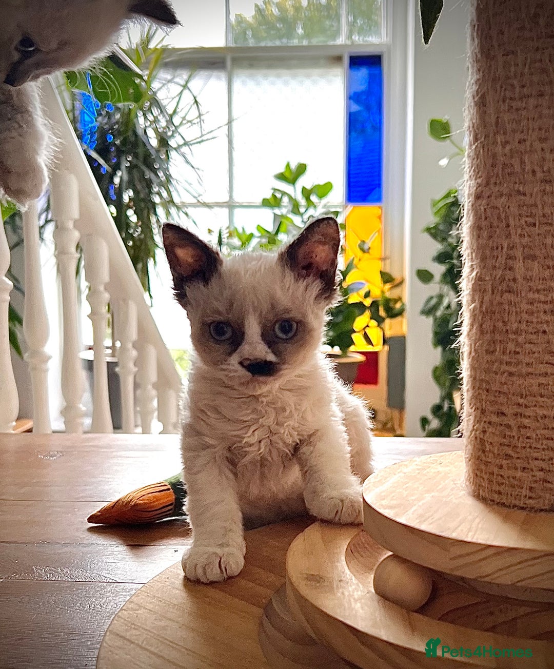 Selkirk Rex cats for sale: Gorgeous Selkirk Rex kittens - Image 32