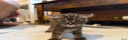 Persian cats for sale: Persian Black Mix  - Advert 10