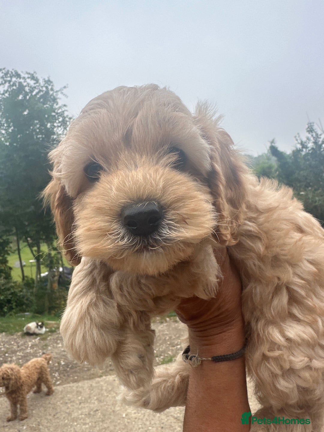 Cockapoo dogs for sale: Lovely litter cockapoo  - Image 27