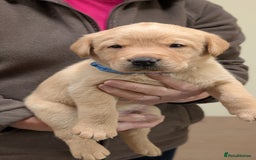Labrador Retriever dogs for sale: KC Registered Working Labradors - Image 7