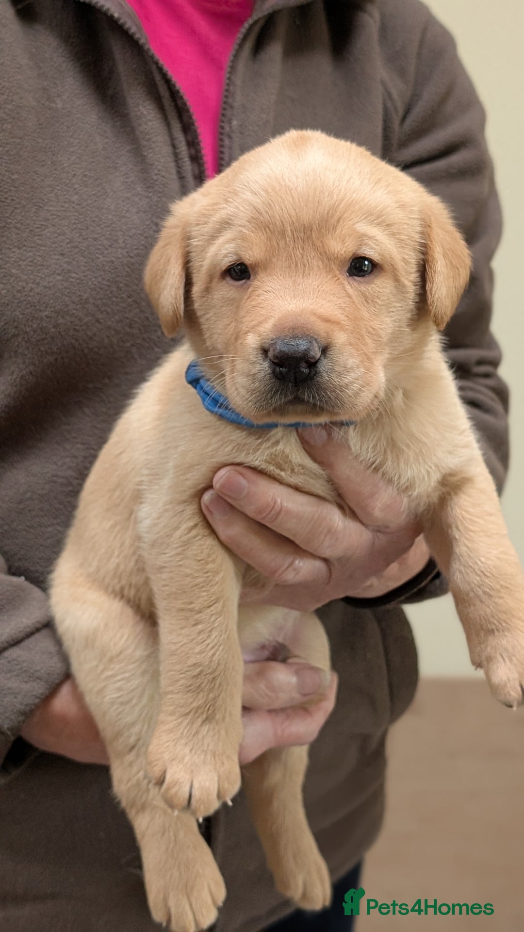 Labrador Retriever dogs for sale: KC Registered Working Labradors - Image 7