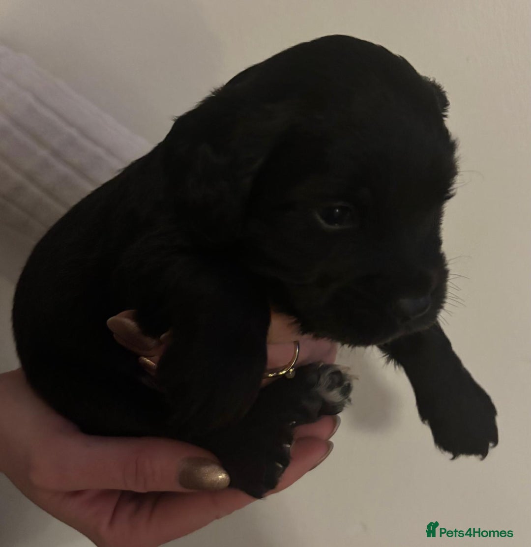 Mixed Breed dogs for sale: Beautiful Labradoodle x Cocker Spaniel Puppies - Advert 19