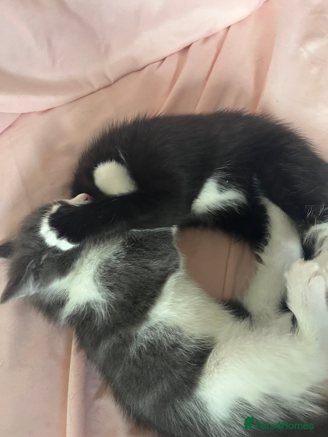 Mixed Breed cats for sale: 3 Beautiful and Playful Kittens - Image 9