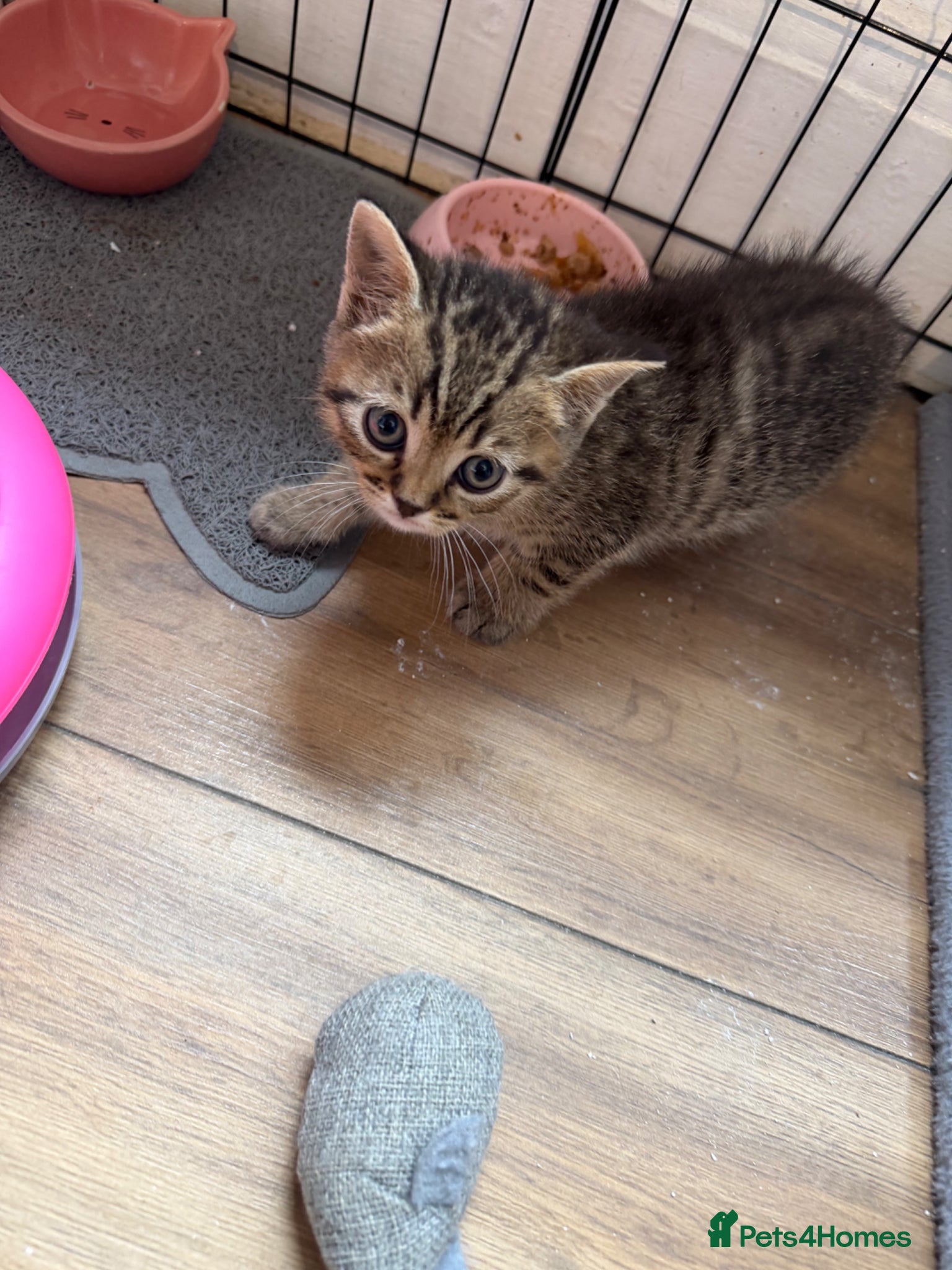 British Shorthair cats for sale: Stunning British short hair kitten - Advert 2