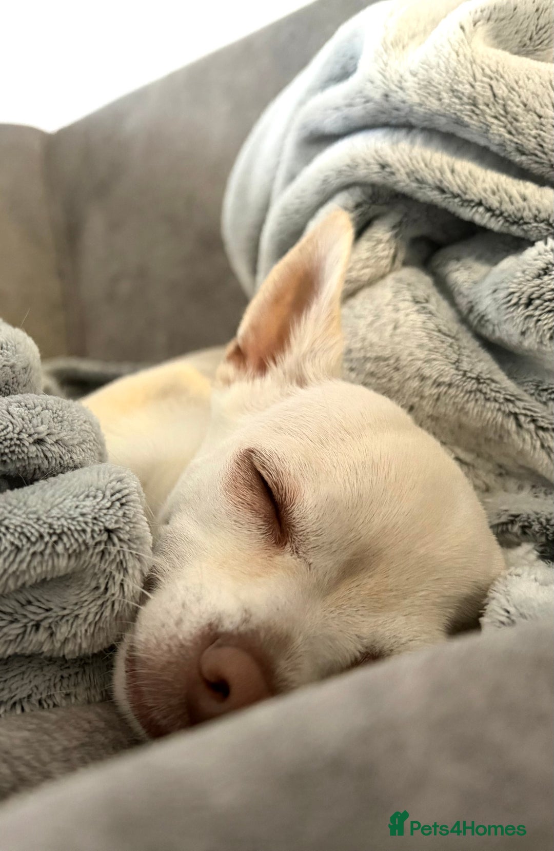 Chihuahua dogs for sale: Lovely white female spayed chihuahua - Advert 2