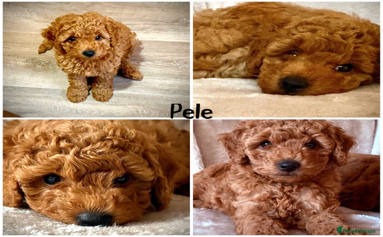 Miniature Poodle dogs - Advert 5