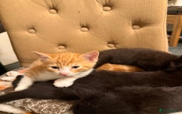 Mixed Breed cats for sale: Kittens  - Advert 4