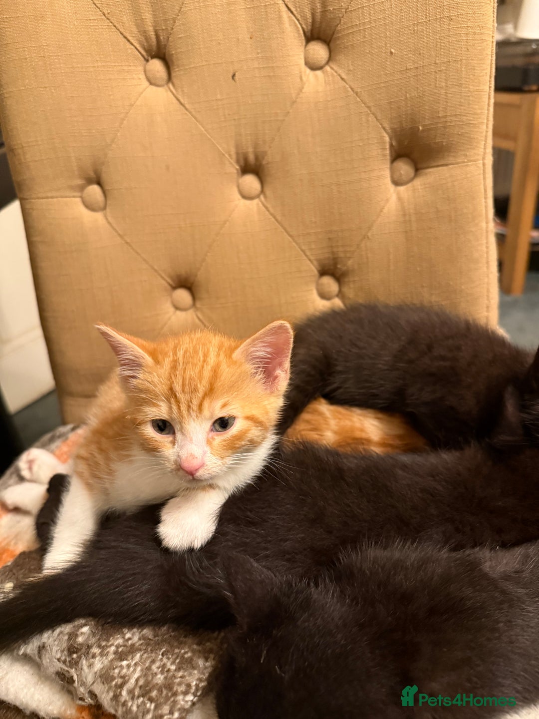 Mixed Breed cats for sale: Kittens  - Advert 4