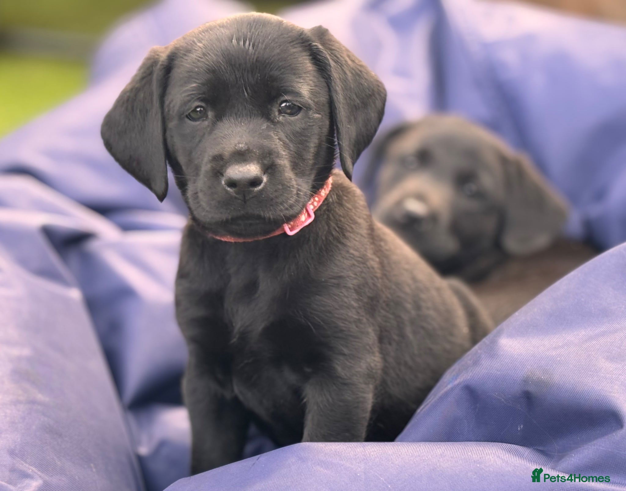 Labrador Retriever dogs 🐾 Kc reg labrador puppies 🐾  - Advert 14
