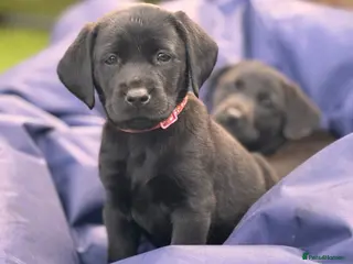 Labrador Retriever dogs 🐾 Kc reg labrador puppies 🐾 - Advert 14