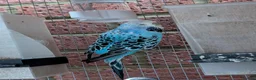 Budgerigars birds for sale: 2 budgies for sale - Advert 4