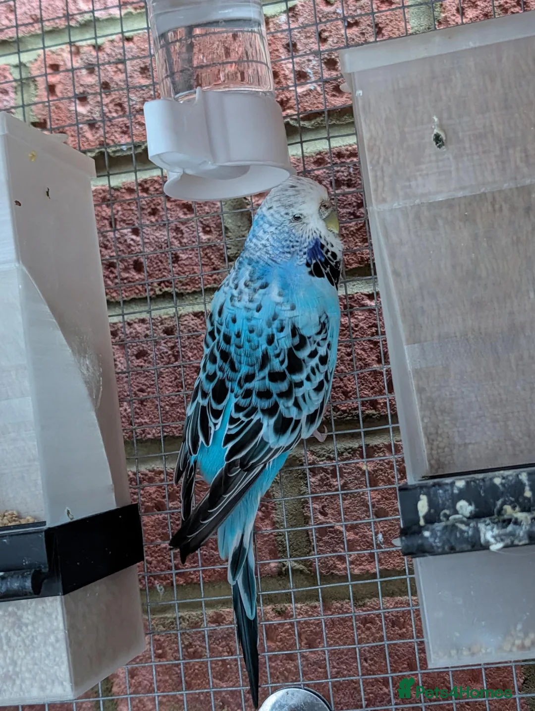 Budgerigars birds for sale: 2 budgies for sale - Advert 4