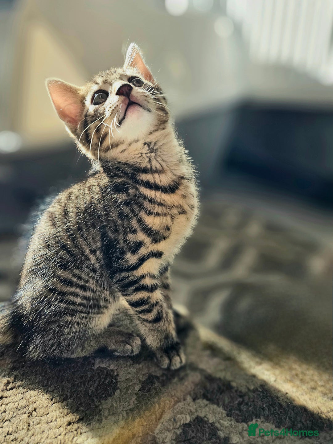 Mixed Breed cats for sale: 3 Beautiful kittens looking for home - Image 6
