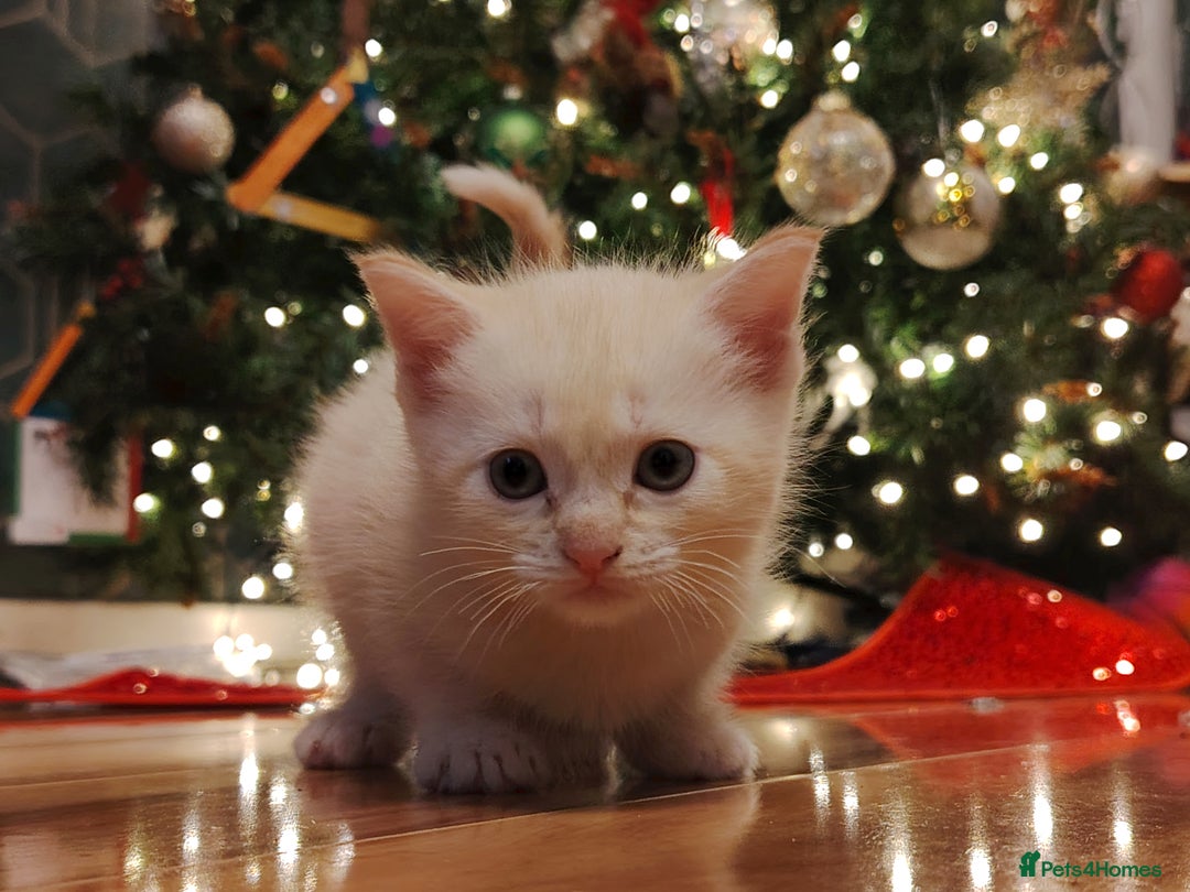 Tonkinese cats for sale: Gorgeous Tonkdoll kittens  - Advert 3