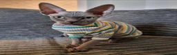 Sphynx cats for sale: Cuddly, friendly sphynx cat in Whitchurch - Advert 6