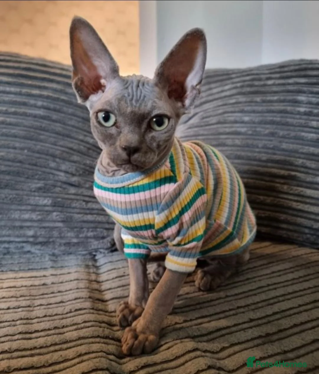 Sphynx cats for sale: Cuddly, friendly sphynx cat in Whitchurch - Advert 6