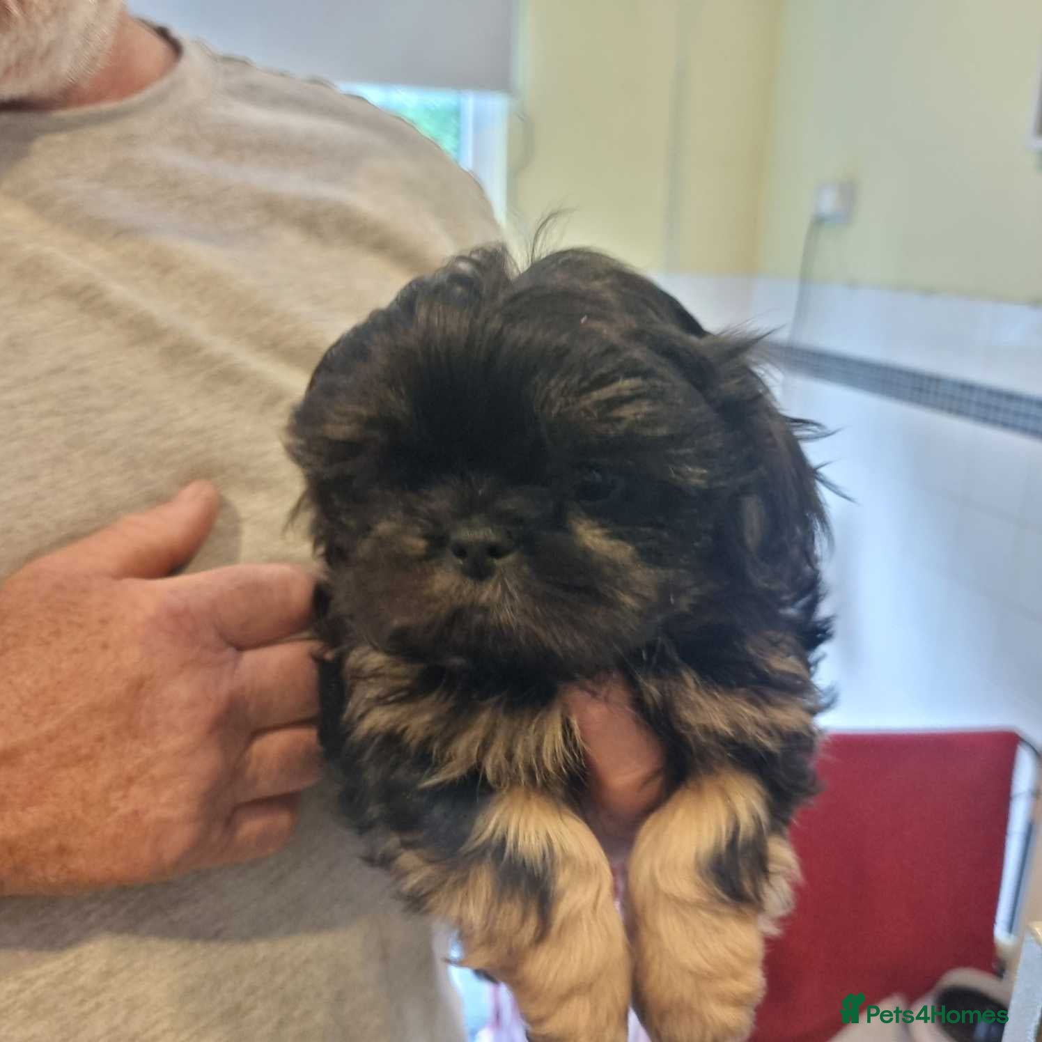 Shih Tzu dogs READY TO LEAVE OPEN TO OFFERS KC stunning tiny boy - Advert 1