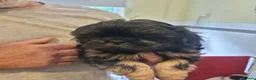 Shih Tzu dogs for sale: READY TO LEAVE OPEN TO OFFERS KC stunning tiny boy - Advert 1