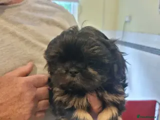 Shih Tzu dogs for sale: READY TO LEAVE OPEN TO OFFERS KC stunning tiny boy - Advert 2