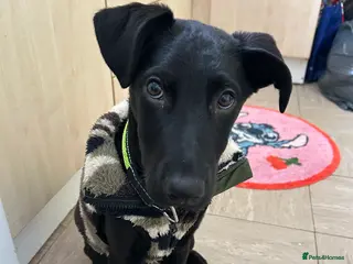 Labrador Retriever dogs Male Labrador - Advert 1