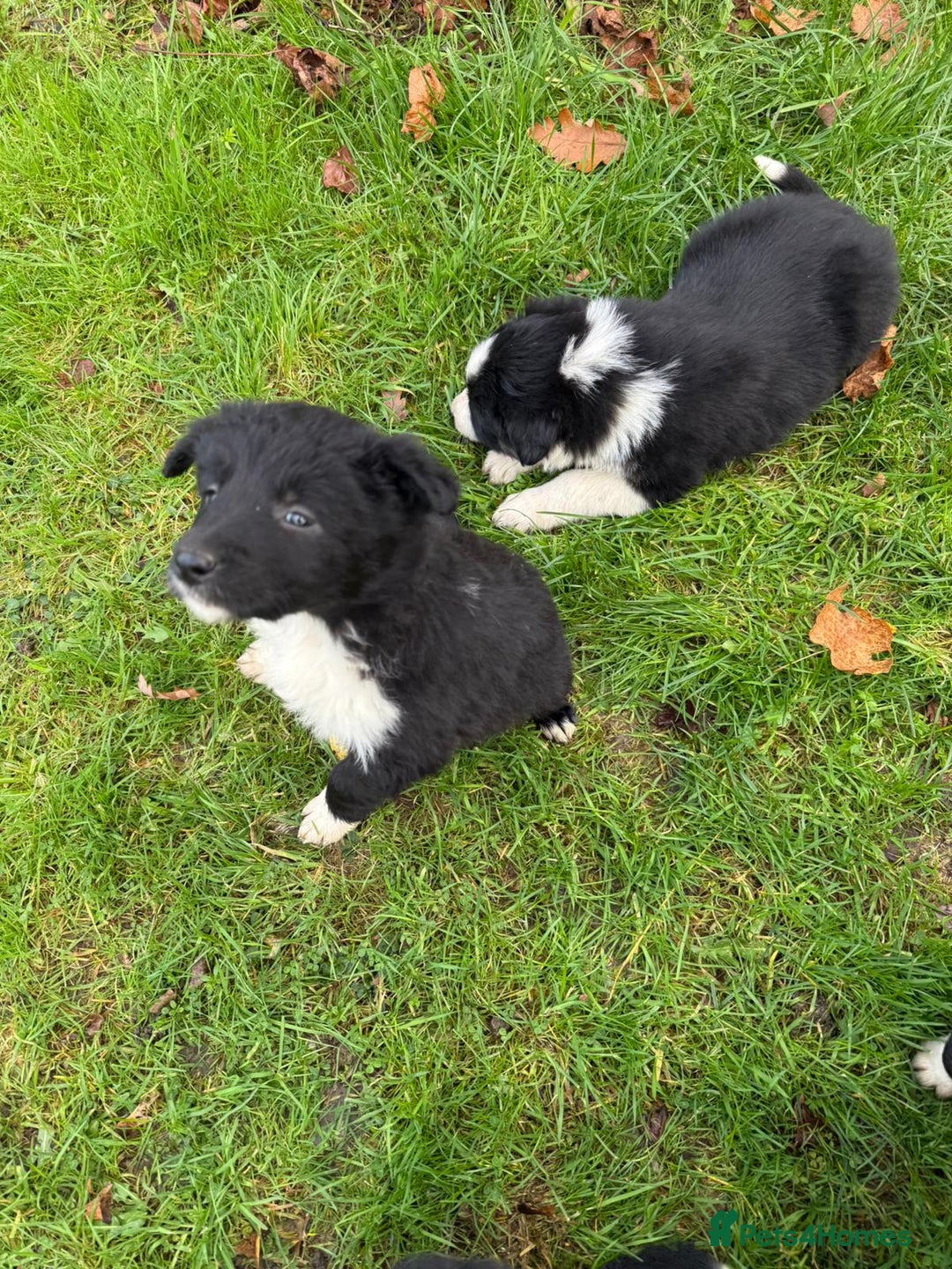 Border Collie dogs for sale: Gorgeous Border Collie Pups - Advert 6