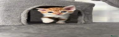 Ginger