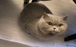 British Shorthair cats for sale: British Shorthair - Image 3