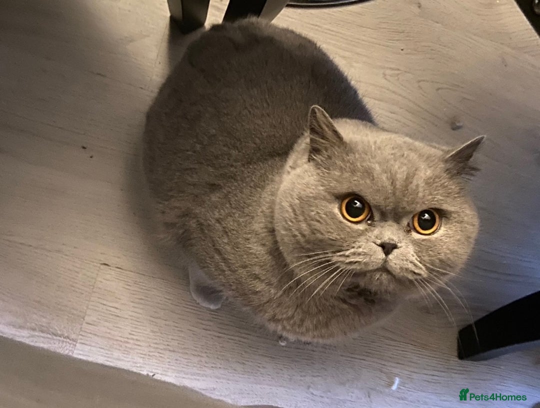 British Shorthair cats for sale: British Shorthair - Image 3