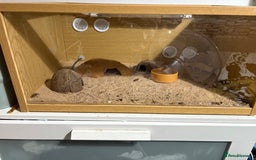 Gecko reptiles for sale: Super Hypo Tangerine leopard Gecko - Image 5