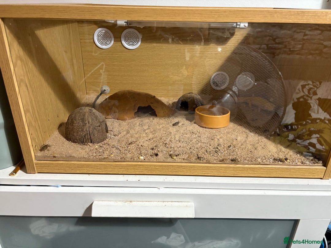 Gecko reptiles for sale: Super Hypo Tangerine leopard Gecko - Image 5